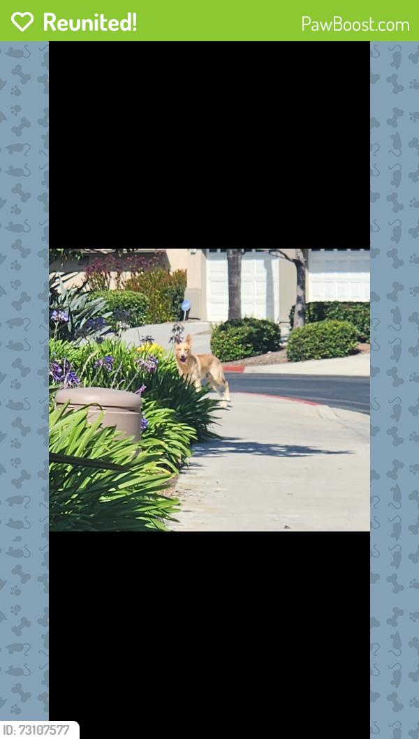Reunited Unknown Dog last seen Alacima gated community near rancho del pro YMCA, Oceanside, CA 92057