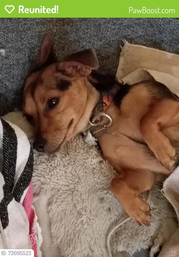 Reunited Female Dog last seen Madelia ct , Hixson tn 37343, Middle Valley, TN 37343