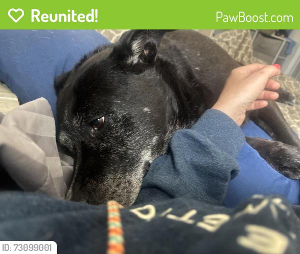Reunited Male Dog last seen Near white rapids way, Greenville, SC 29617