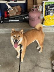 Reunited Male Dog last seen Lake Lem Way and Orange Lake Blvd, Kissimmee, FL 34747
