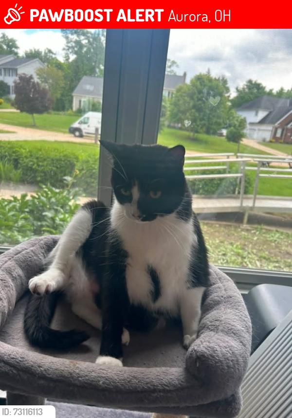 Lost Male Cat last seen chase bank in aurora idk what to put, Aurora, OH 44202