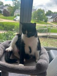 Lost Male Cat last seen chase bank in aurora idk what to put, Aurora, OH 44202
