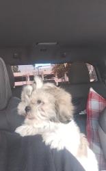 Lost Female Dog last seen Gage, Bakersfield, CA 93305