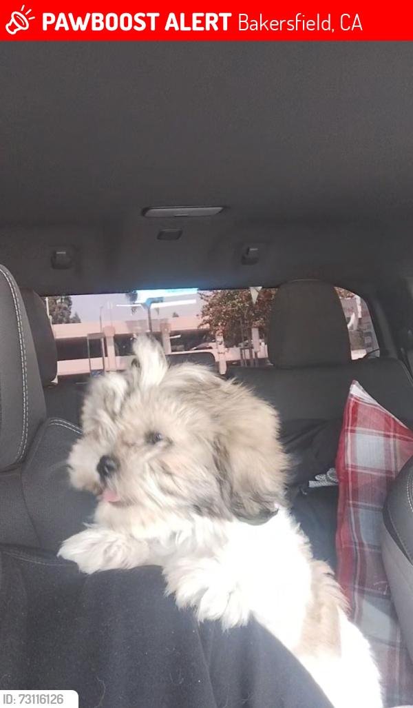 Lost Female Dog last seen Gage, Bakersfield, CA 93305