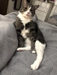 Reunited Male Cat last seen Near S Sproul Rd, Broomall, PA 19008, USA, Broomall, PA 19008