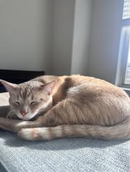Lost Male Cat last seen Grace park ln, Bedford, TX 76021