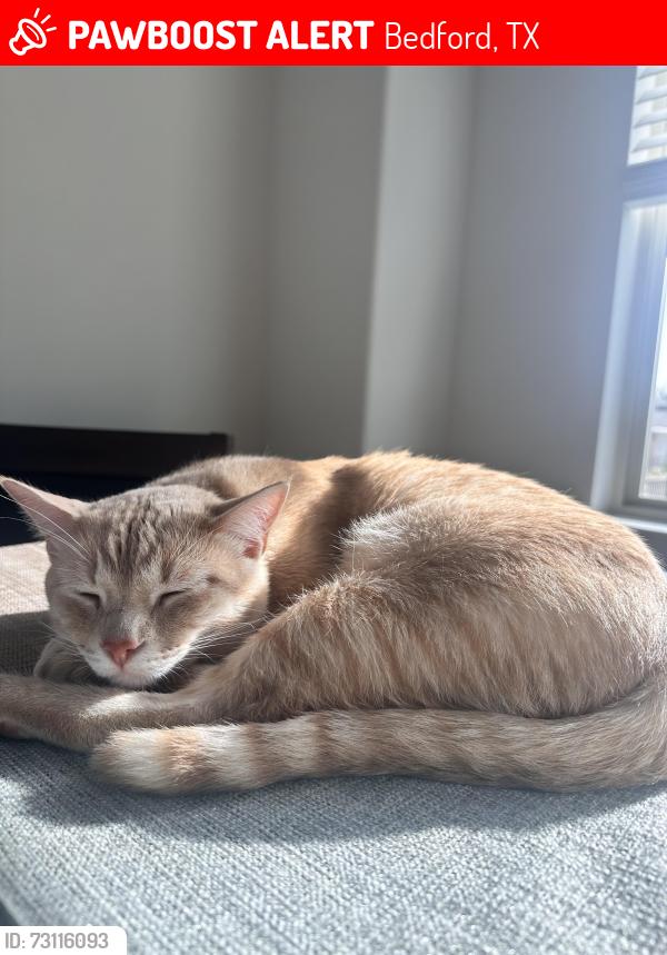 Lost Male Cat last seen Grace park ln, Bedford, TX 76021