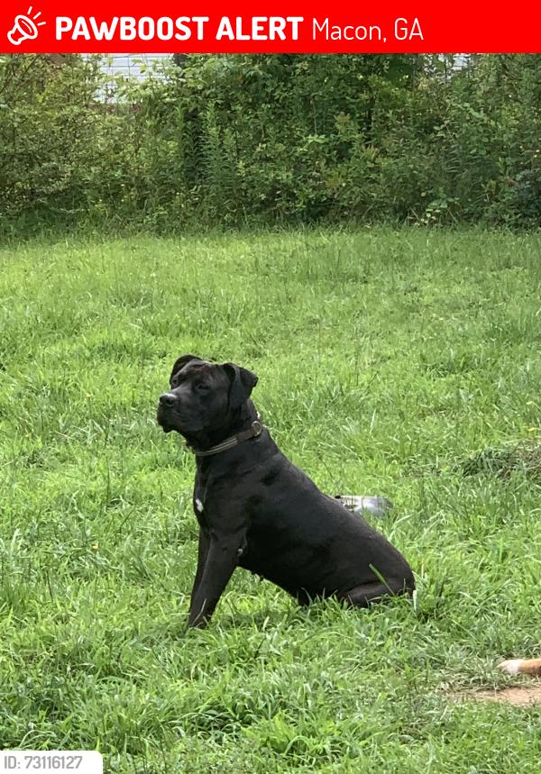 Lost Male Dog last seen thomaston rd ga, Macon, GA 31220