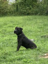 Lost Male Dog last seen thomaston rd ga, Macon, GA 31220