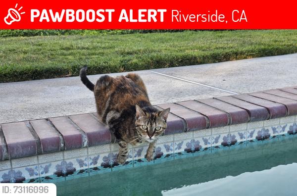 Lost Female Cat last seen Southport & Hastings, Riverside, CA 92506