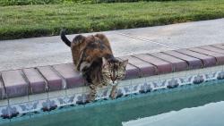 Lost Female Cat last seen Southport & Hastings, Riverside, CA 92506