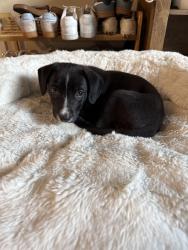 Found/Stray Female Dog last seen The Palms apmts, Sacramento, CA 95815