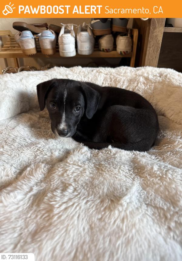Found/Stray Female Dog last seen The Palms apmts, Sacramento, CA 95815