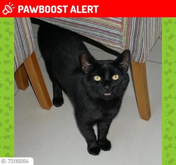 Lost Male Cat last seen Henderson Road, Greater London, England E7 8EF
