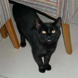Lost Male Cat last seen Henderson Road, Greater London, England E7 8EF