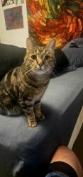 Reunited Male Cat last seen Inbetween Wadsworth and Sheridan, south of 285, Denver, CO 80235