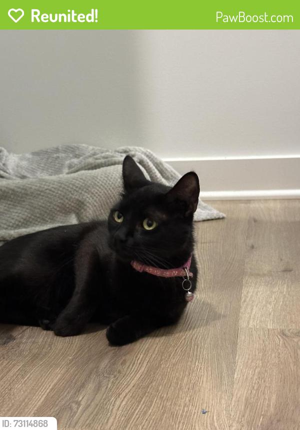 Reunited Unknown Cat last seen Near Oak Lake Blvd, Midlothian, VA 23112, Midlothian, VA 23112