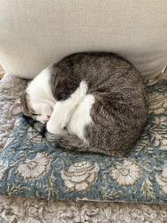 Reunited Female Cat last seen Vincent avenue south and 46th street, Minneapolis, MN 55410