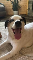 Reunited Male Dog last seen Mitchel Cove, Hiawassee, GA 30546