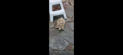 Lost Female Reptile last seen red top mountain road, waterside north gated community, Emerson, GA 30121
