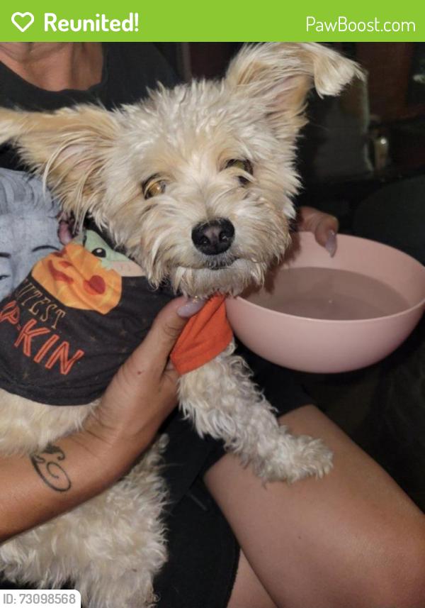 Reunited Male Dog last seen Hawes and baseline, Mesa, AZ 85209
