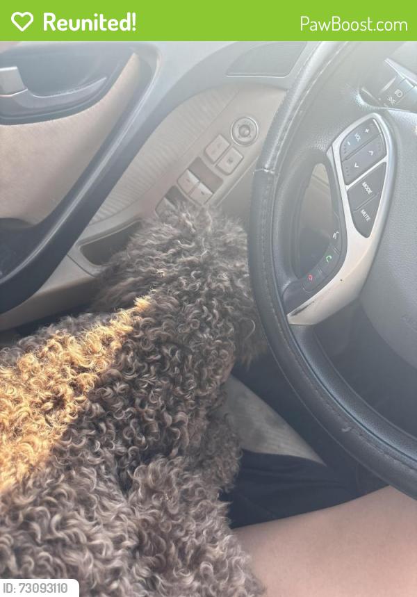 Reunited Male Dog last seen Minette Ct, Nashville, TN 37206