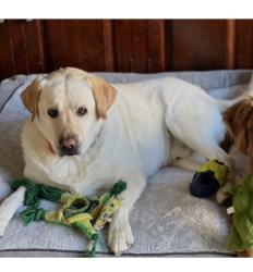 Reunited Male Dog last seen Delaware and Warwick, Santa Monica, CA 90404