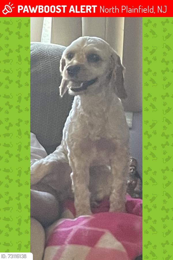 Lost Female Dog last seen Malcolm street, North Plainfield, NJ 07063