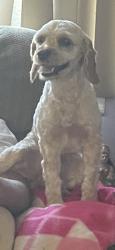 Lost Female Dog last seen Malcolm street, North Plainfield, NJ 07063