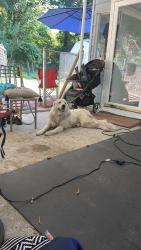 Reunited Unknown Dog last seen Nixon St, Durham, NC 27707