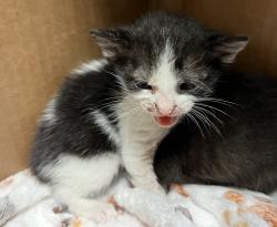 Shelter Stray Female Cat last seen Near Second Avenue, Manhattan, NY, 10065, 326 E 110th St, New York, NY 10029, USA