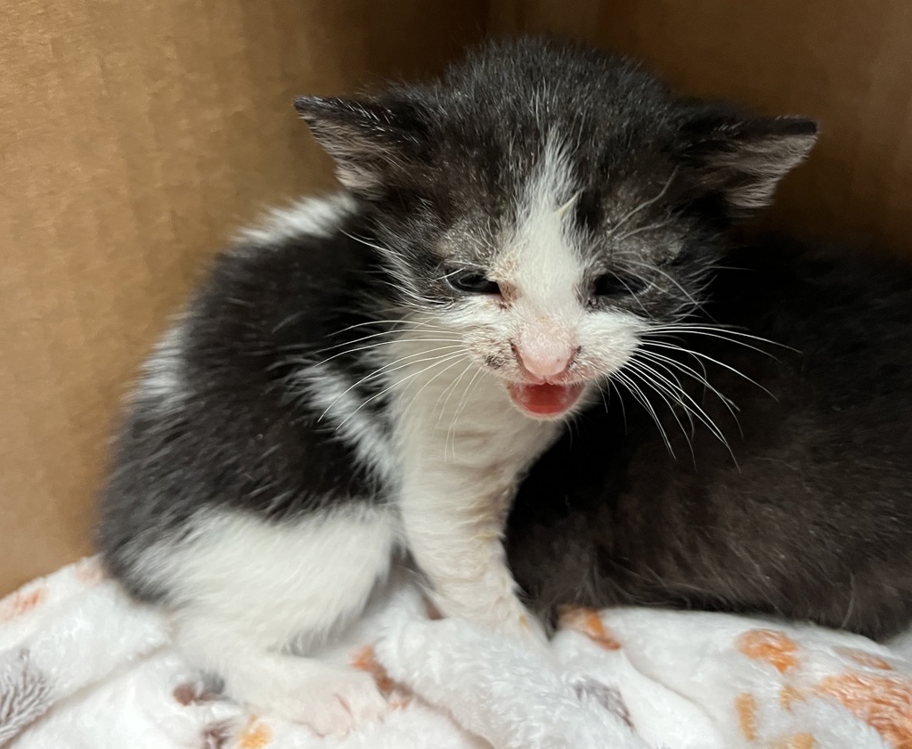 Shelter Stray Female Cat last seen Near Second Avenue, Manhattan, NY, 10065, 326 E 110th St, New York, NY 10029, USA