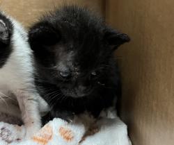 Shelter Stray Female Cat last seen Near Second Avenue, Manhattan, NY, 10065, 326 E 110th St, New York, NY 10029, USA