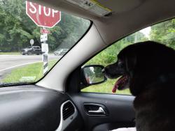 Reunited Male Dog last seen Family Lane and Alberta Road, Chesterfield County, VA 23832
