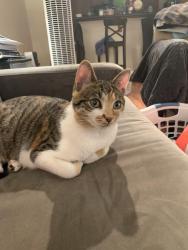 Reunited Female Cat last seen 1st and 137th, Seattle, WA 98177