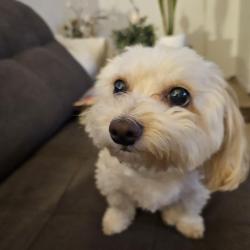Lost Female Dog last seen Broadway off of brown between camino seco harrison, Tucson, AZ 85710