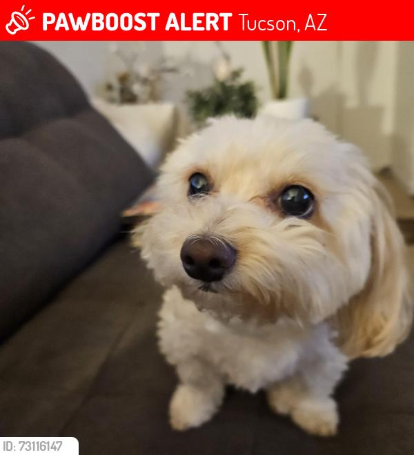 Lost Female Dog last seen Broadway off of brown between camino seco harrison, Tucson, AZ 85710