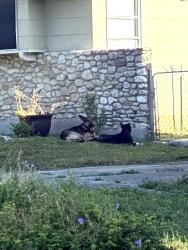 Found/Stray Unknown Dog last seen Warzbach and Evers, San Antonio, TX 78240