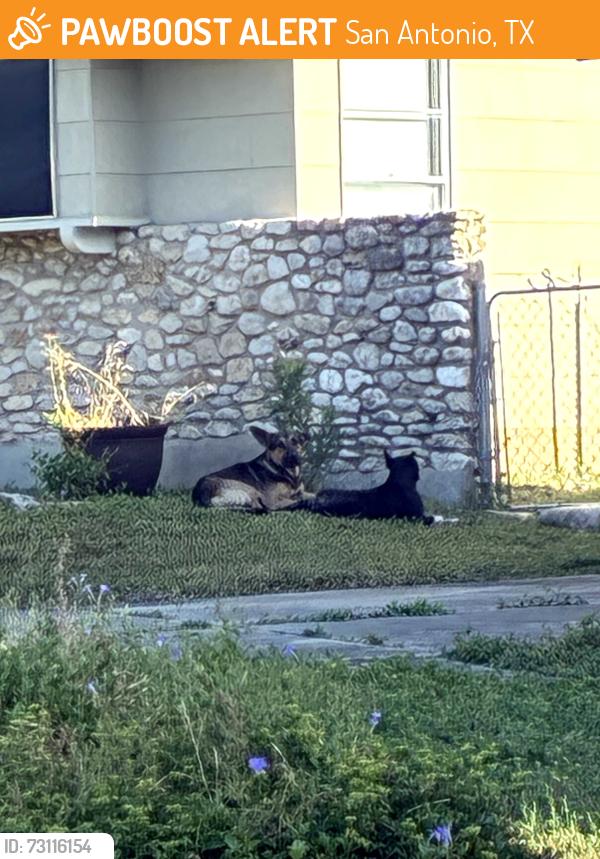 Found/Stray Unknown Dog last seen Warzbach and Evers, San Antonio, TX 78240