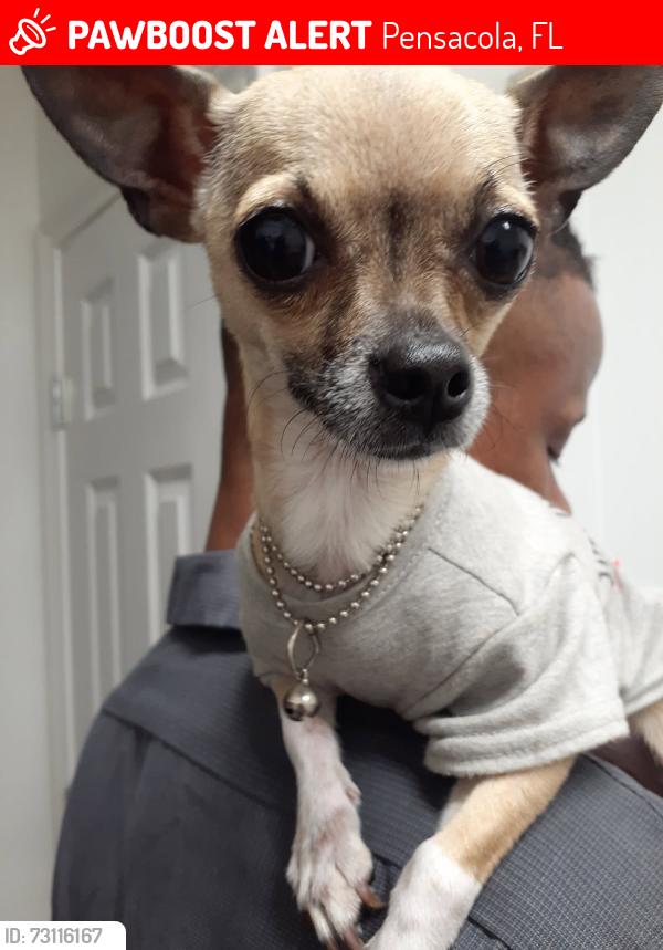 Lost Female Dog last seen West Pensacola Elementary School, Pensacola, FL 32506