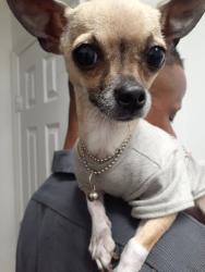Lost Female Dog last seen West Pensacola Elementary School, Pensacola, FL 32506