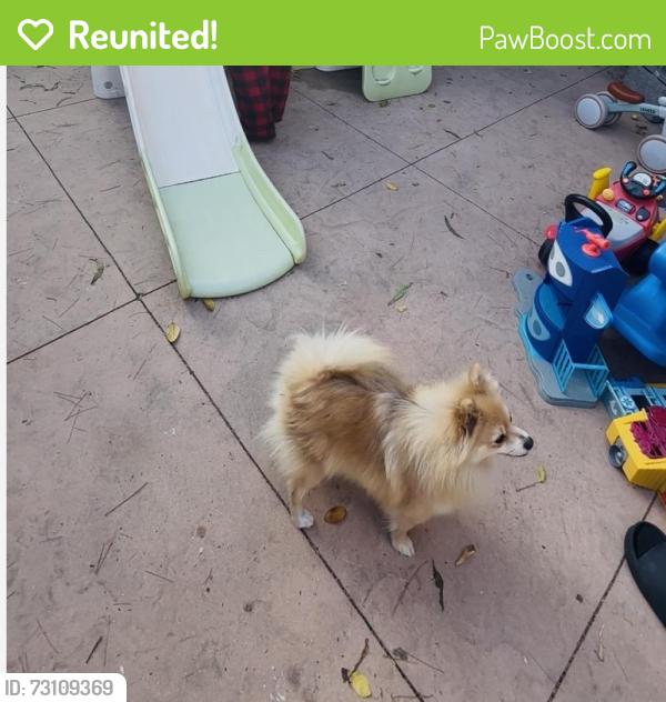 Reunited Male Dog last seen Cohasset st, Saticoy in reseda, Los Angeles, CA 91335