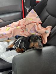 Reunited Male Dog last seen Beulah Street, Alexandria, VA 22310