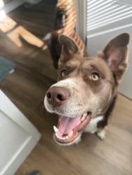 Lost Female Dog last seen hammer ln, Stockton, CA 95210