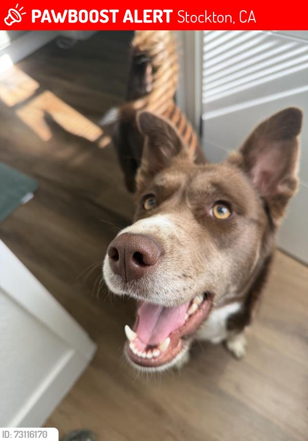 Lost Female Dog last seen hammer ln, Stockton, CA 95210