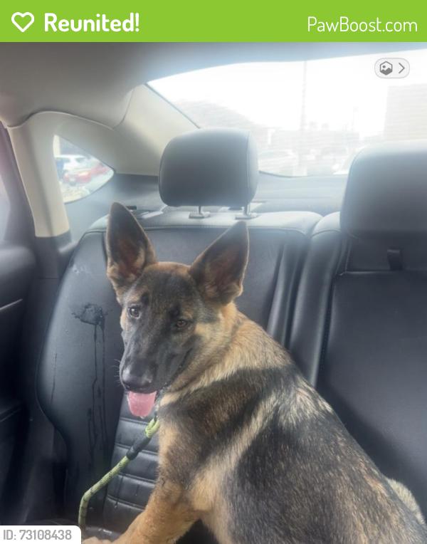 Reunited Male Dog last seen Near Mojave Dr, Dallas, TX 75241, USA, Dallas, TX 75241