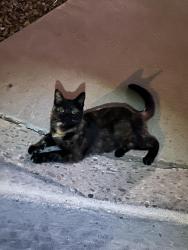 Found/Stray Female Cat last seen Broadmoor Blvd & Montezuma Blvd, Rio Rancho, NM 87144