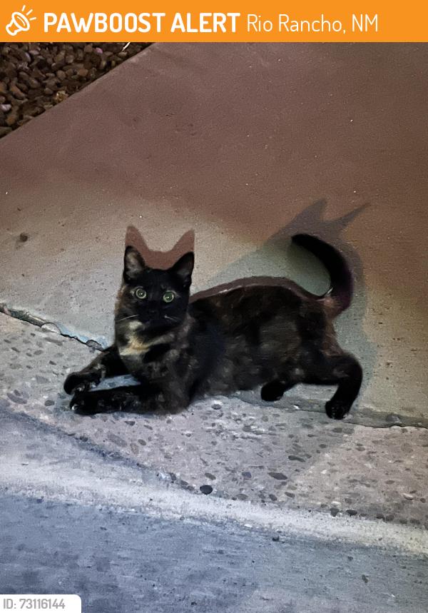 Found/Stray Female Cat last seen Broadmoor Blvd & Montezuma Blvd, Rio Rancho, NM 87144