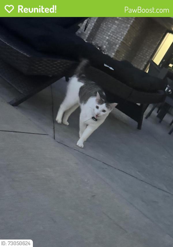 Reunited Unknown Cat last seen Jasper street in Nowthen, Nowthen, MN 55303