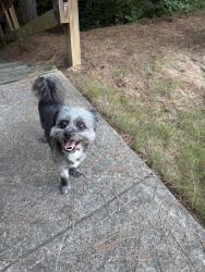 Reunited Male Dog last seen 5380Vinings L ake View SW, Mableton, GA 30126, Mableton, GA 30126
